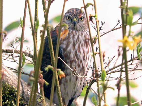 cooper hawk 1 small graphic